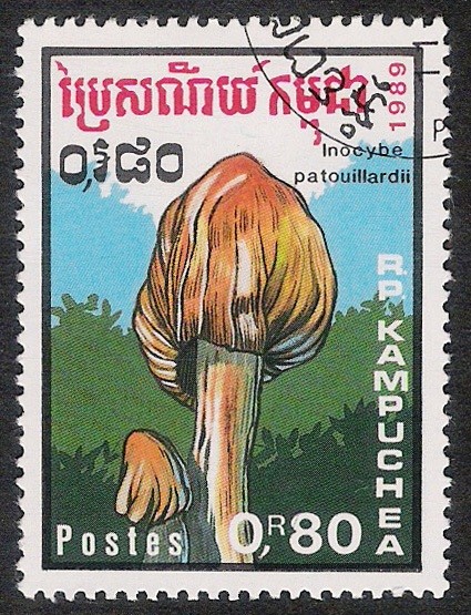 SETAS-HONGOS: 1.171.012,00-Inocybe patouillardii