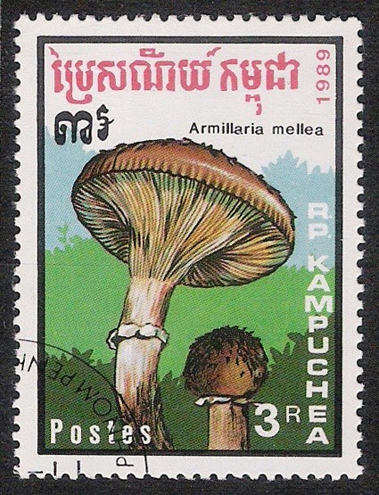 SETAS-HONGOS: 1.171.013,00-Armillaria mellea