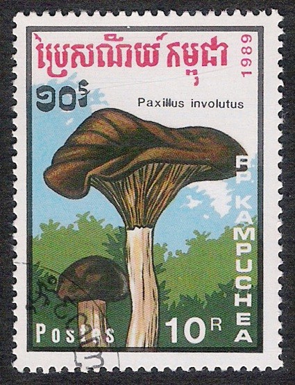 SETAS-HONGOS: 1.171.015,00-Paxillus involutus