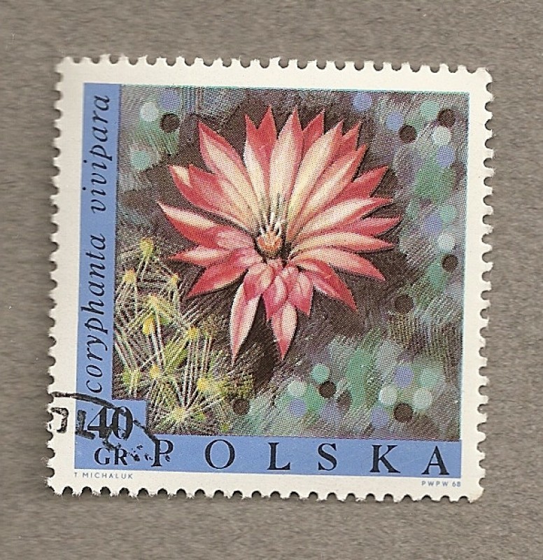 Flor Coryphala vivipara