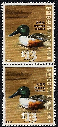 CHINA - Aves  pato cucharo macho - Cuchara común