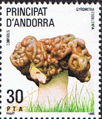 NATURALEZA. FALSA COLMENILLA (GYROMITRA ESCULENTA)