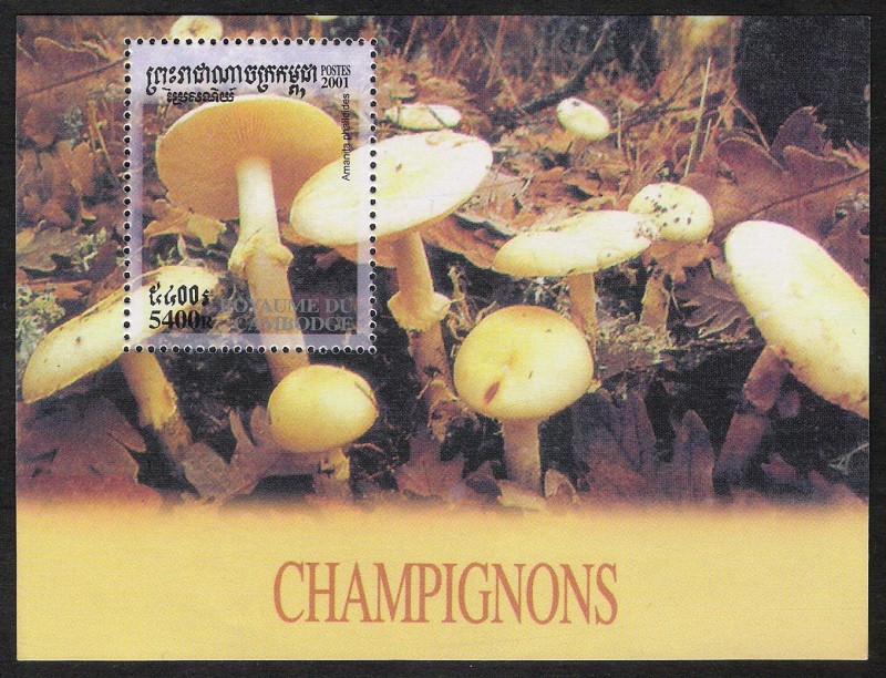 SETAS-HONGOS: 1.124.057,01-Amanita phalloides