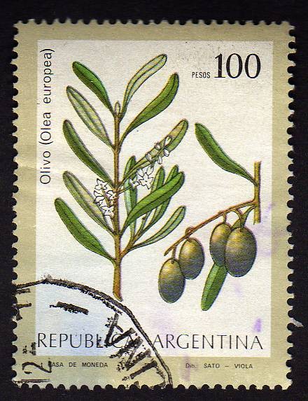 Olivo