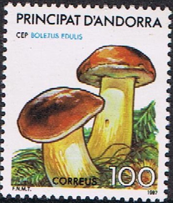 NATURALEZA. SETA CALABAZA (BOLETUS EDULIS)