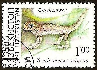 TERATOSCINCUS SCINCUS