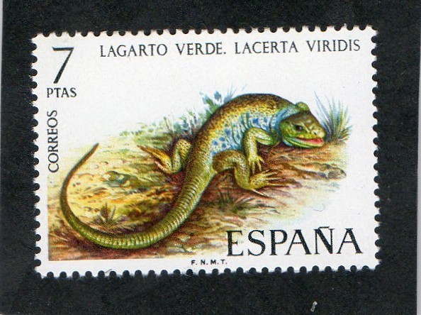  2195- FAUNA HISPANICA .LAGARTO VERDE