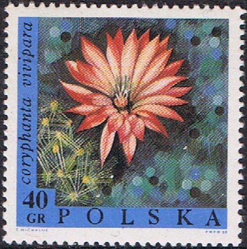 FLORES. COLA DE ZORRA (CORYPHANTHA VIVIPARA)