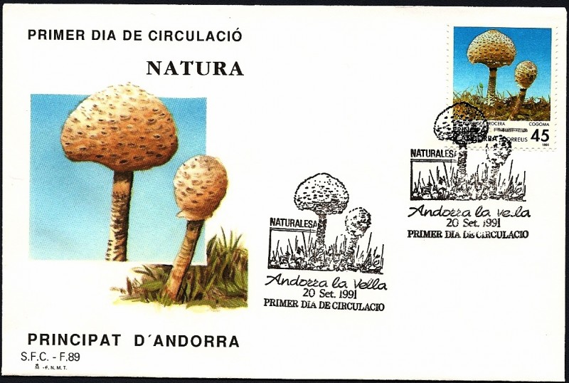 Micología - Lepiota Procera - SPD