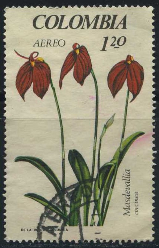 Masdevallia coccinea