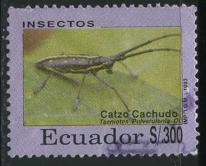 Insectos - Catzo Cachudo