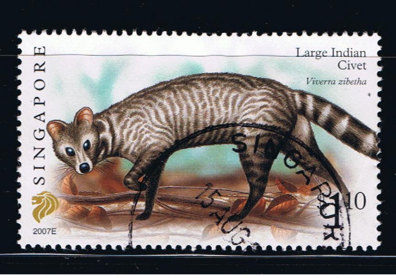 Large Indian Civet.  Viverra zibetha