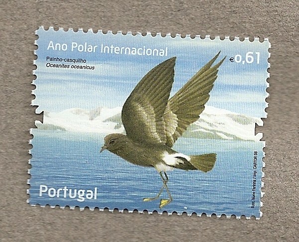 Año Polar Inernacional