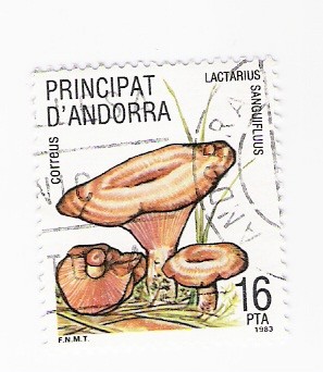 Lactarius