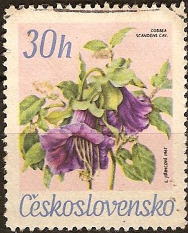 Flores del gardin botánico,Cobaea Scandens