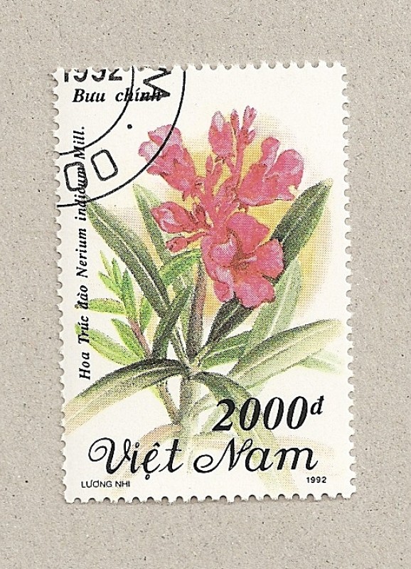 Flor Nerium indicum
