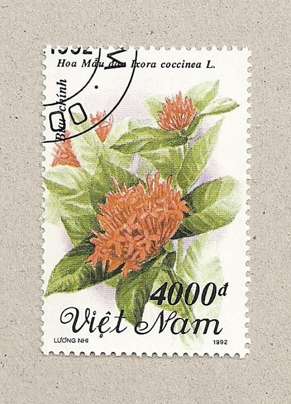 Flor Ixora coccinea