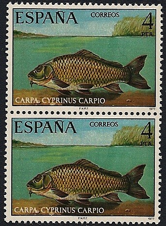 Fauna hispánica - Peces  Carpa