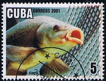 Scott  4159  Tinca tinca