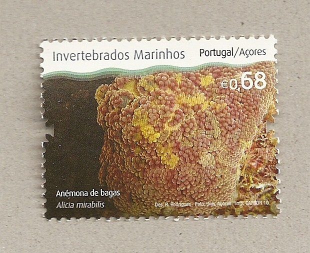 Invertebrados marinos de las Azores