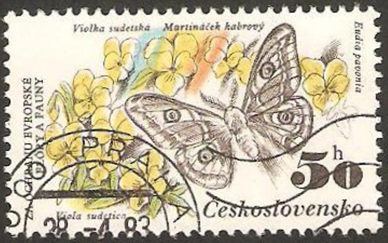 2530 - mariposa eudia pavonia