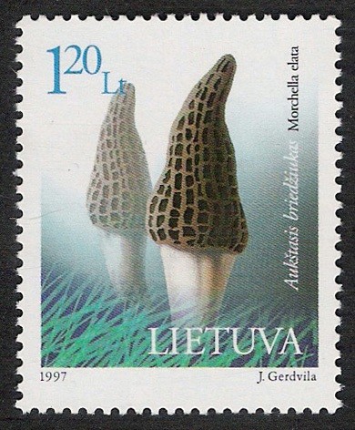 SETAS-HONGOS: 1.179.002,00-Morchella elata