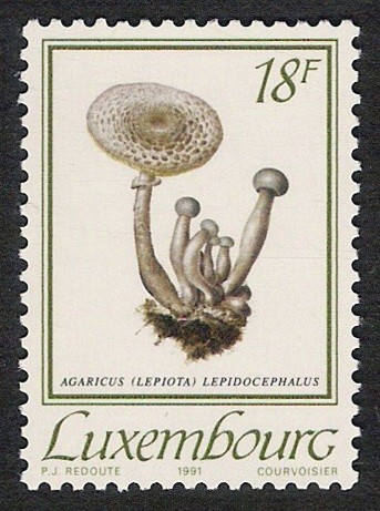 SETAS-HONGOS: 1.180.013,00-Agaricus lepidocephalus