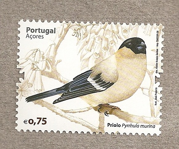 Pájaro Priolo de las Açores