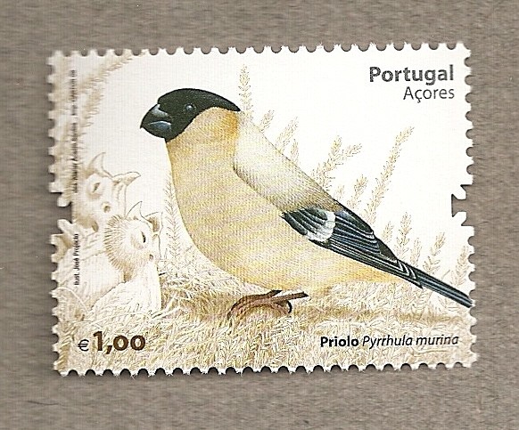 Pájaro Priolo de las Açores