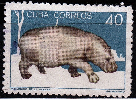Zoológico de la Habana. Hipopótamo	