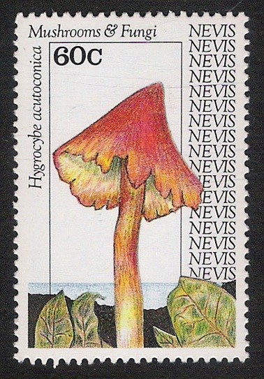 SETAS-HONGOS: 1.198.023,00-Hygrocybe acutoconica