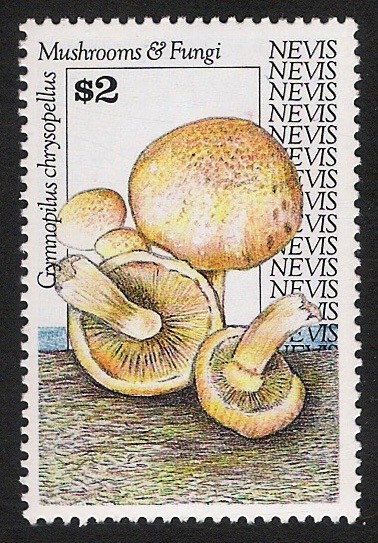 SETAS-HONGOS: 1.198.026,00-Gymnopilus chrysopellus