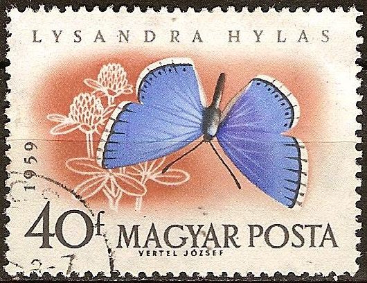 Mariposas diversas-Lysandra Hylas