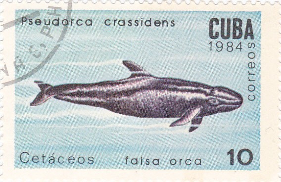 cetaceos