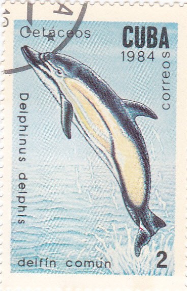 cetaceos