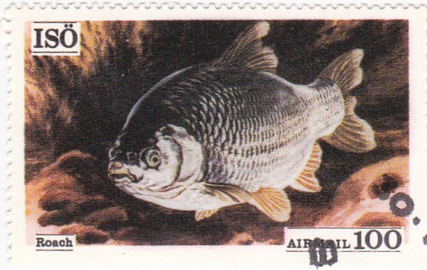 pesca