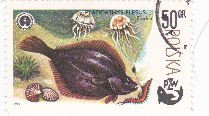 pesca