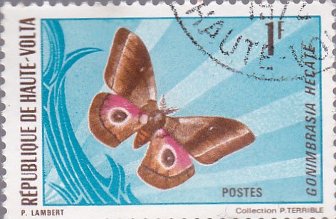 mariposas