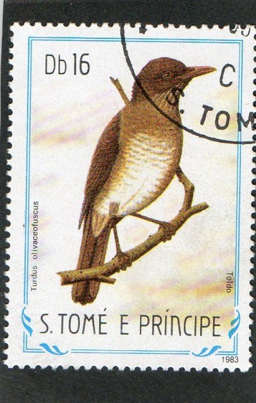 AVES.  TURDUS  OLIVACEOFUSCUS.