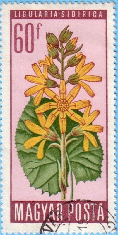 Ligularia Sibirica