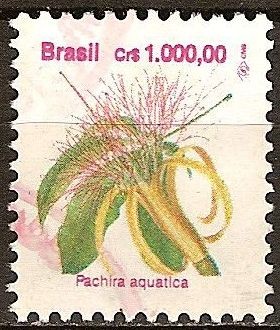 Pachira Aquatica