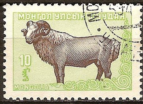 oveja doméstica-Mongolia