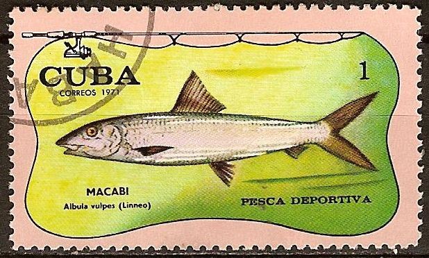Pesca deportiva (Macabi).