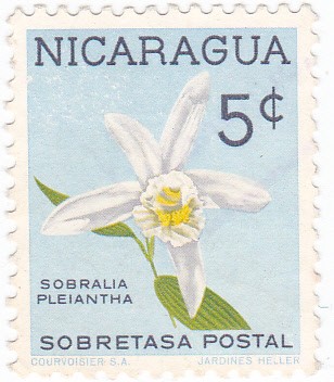 flores