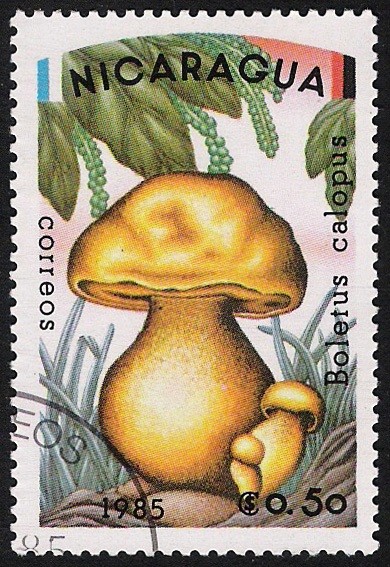 SETAS-HONGOS: 1.201.001,00-Boletus calopus