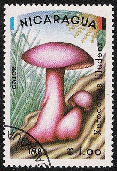 SETAS-HONGOS: 1.201.004,00-Xerocomus illudens