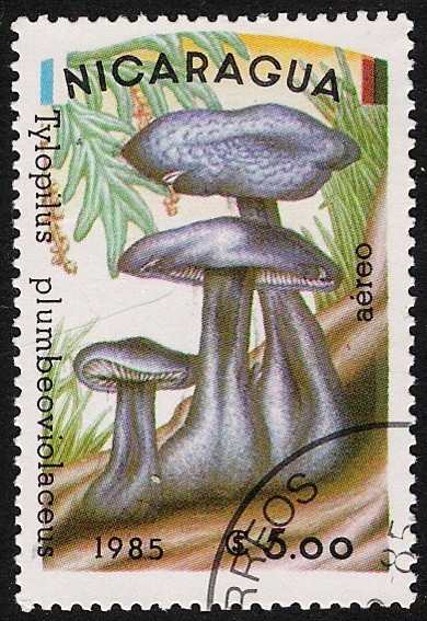 SETAS-HONGOS: 1.201.006,00-Tylopilus plumbeoviolaceus