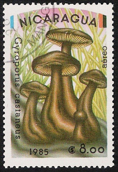 SETAS-HONGOS: 1.201.007,00-Gyroporus castaneus