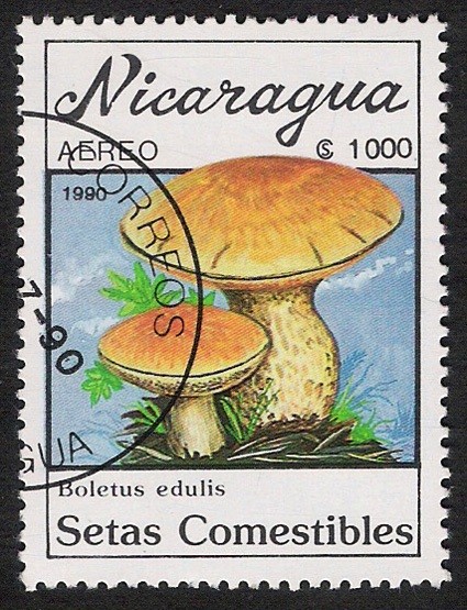 SETAS-HONGOS: 1.201.012,00-Boletus edulis