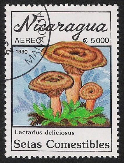 SETAS-HONGOS: 1.201.013,00-Lactarius deliciosus